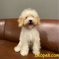 5 Aylık Dişi Apricot Toy Poodle Yavrumuz 4