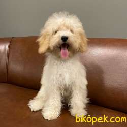 5 Aylık Dişi Apricot Toy Poodle Yavrumuz 5