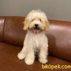 5 Aylık Dişi Apricot Toy Poodle Yavrumuz 3
