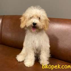 5 Aylık Dişi Apricot Toy Poodle Yavrumuz 1