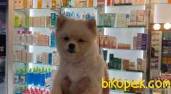 5 Aylık Dişi Full Aşılı Ve Eğitimli POMERANİAN BOO Yavrum 3