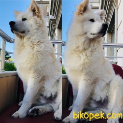 5 AYLIK ERKEK SAMOYED 3