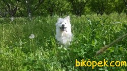 5 AYLIK ERKEK SAMOYED 1