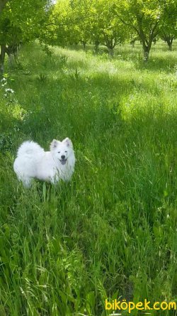 5 AYLIK ERKEK SAMOYED 2
