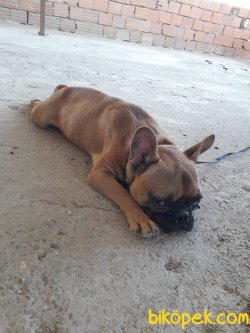 5 Aylık French Buldog Özel Renk 2