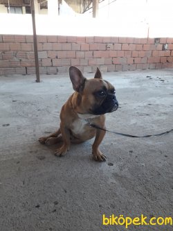 5 Aylık French Buldog Özel Renk 3
