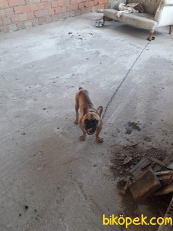 5 Aylık French Buldog Özel Renk 4