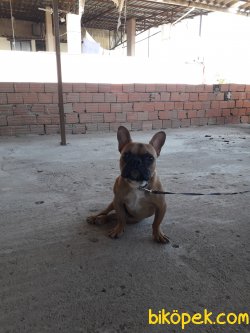 5 Aylık French Buldog Özel Renk 1