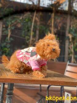 5 Aylık Full Aşılı Toy Poodle 2