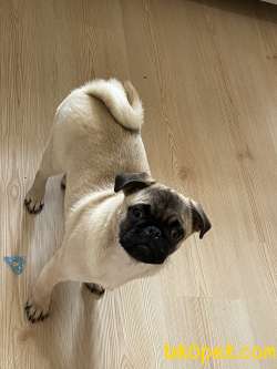 5 AYLIK KARNELİ AŞISI TAM ERKEK PUG 2