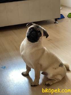 5 AYLIK KARNELİ AŞISI TAM ERKEK PUG 3