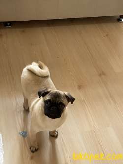 5 AYLIK KARNELİ AŞISI TAM ERKEK PUG 1