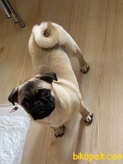 5 AYLIK KARNELİ AŞISI TAM ERKEK PUG 4