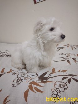 5 Aylık  Maltes Terrier 4