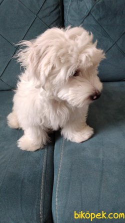 5 Aylık  Maltes Terrier 2