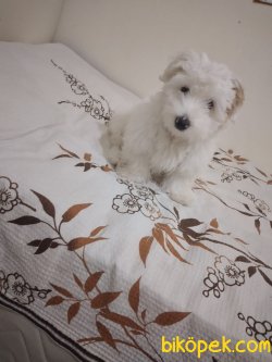 5 Aylık  Maltes Terrier 3