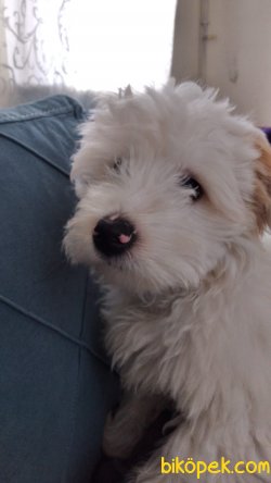 5 Aylık  Maltes Terrier 1