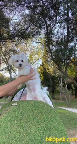 5 Aylık Maltese Terrier 3