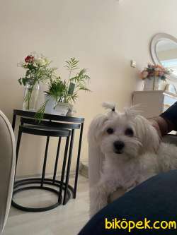5 Aylık Maltese Terrier 1