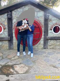 5 Aylık Maltese Terrier 2