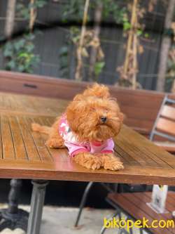 5 Aylık Orijinal Dişi Toy Poodle Tüm Aşıları Tam 5