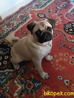5 Aylık Orjinal Pug 4