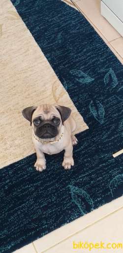 5 Aylık Orjinal Pug 1