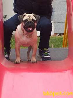 5 Aylık Orjinal Pug 3