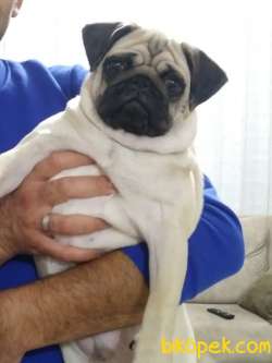 5 Aylık Orjinal Pug 5