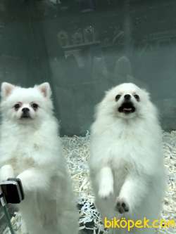 5 Aylık Pomeranian Erkek 2