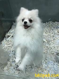 5 Aylık Pomeranian Erkek 1