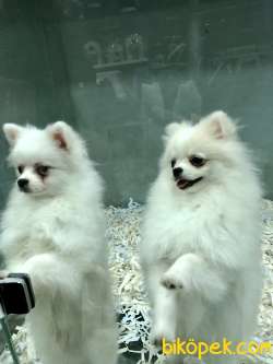 5 Aylık Pomeranian Erkek 3