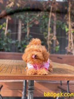 5 Aylık Poodle Kızımız 1