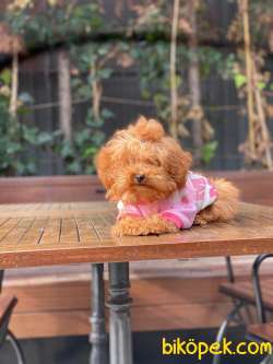 5 Aylık Poodle Kızımız 5