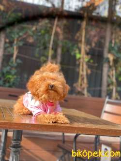 5 Aylık Poodle Kızımız 2