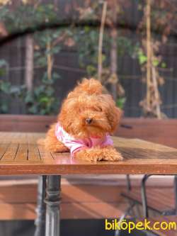 5 Aylık Poodle Kızımız 3