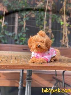 5 Aylık Poodle Kızımız 4
