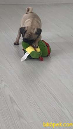 5 Aylık Pug En Uygun Fiyata Görüşülür 3