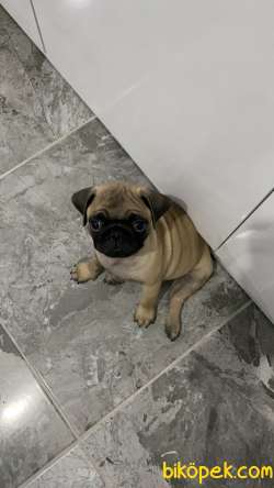 5 Aylık Pug En Uygun Fiyata Görüşülür 2