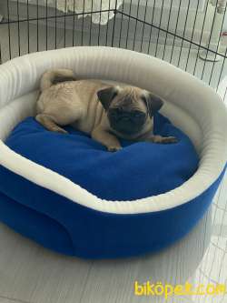 5 Aylık Pug En Uygun Fiyata Görüşülür 1