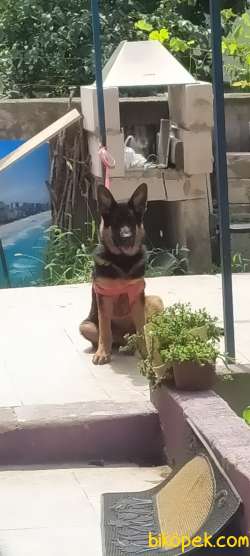 5 AYLIK SAFKAN ALMAN KURDU 3