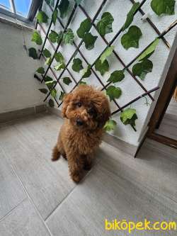 5 Aylik Toy Poodle 5