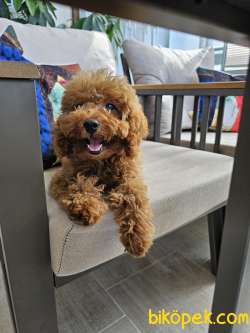 5 Aylik Toy Poodle 1