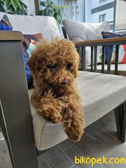 5 Aylik Toy Poodle 4