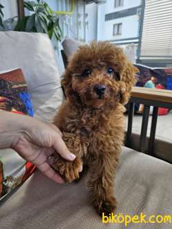 5 Aylik Toy Poodle 3