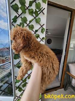 5 Aylik Toy Poodle 2