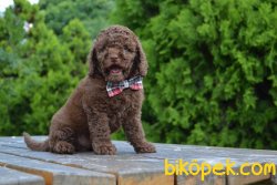 CHOCOLATE  POODLE YAVRULARIMIZ 1
