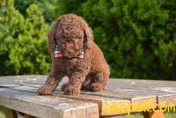 CHOCOLATE  POODLE YAVRULARIMIZ 2
