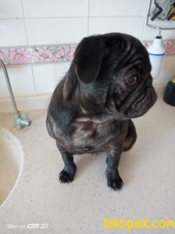 5 Aylık Yavru Pug 5