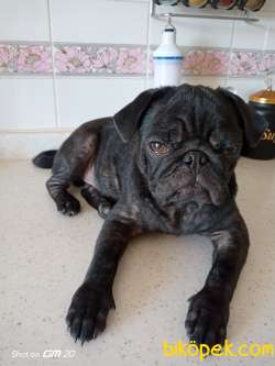 5 Aylık Yavru Pug 1